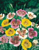 foto Flores do Jardim Lírio De Sego, Estrela Tulipa De Tolmie, Orelhas Buceta Peluda, Calochortus branco