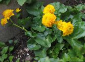 fotoğraf Bahçe çiçekleri Bataklık Kadife Çiçeği, Kingcup, Caltha palustris sarı