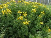 foto Flores do Jardim Ondulado Tansy, Tansy Encaracolado, Duplo Tansy, Samambaia-Folha Tansy, Botões Dourados Fernleaf, Tansy Prata, Tanacetum amarelo