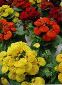 sarkans Lady Tupele, Tupele Ziedu, Slipperwort, Uzziņu Augs, Maisiņš Zieds