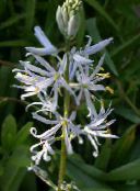 foto Have Blomster Camassia hvid