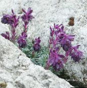 foto Have Blomster Saxifraga lilla
