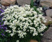 bilde Hage Blomster Saxifraga hvit