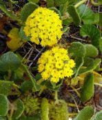 zdjęcie Ogrodowe Kwiaty Abron, Abronia żółty