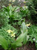 фотографија Баштенске Цветови Фавн Лили, Erythronium жут