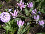 фотографија Баштенске Цветови Фавн Лили, Erythronium лила