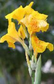photo les fleurs du jardin Canna Lily, Usine De Tir Indien jaune