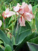 foto Flores de jardín Lirio Canna, Planta Tiro Indio rosa