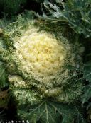 photo  Flowering Cabbage, Ornamental Kale, Collard, Curly kale, Brassica oleracea yellow