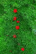 fotografie Zahradní květiny Kardinál Horolezec, Cypřiš Réva, Indická Růžová, Ipomoea quamoclit červená