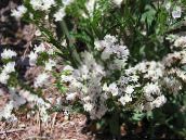 kuva Puutarhakukat Carolina Ikiviuhkoa, Limonium valkoinen