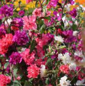 fotografie Zahradní květiny Clarkia, Věnec Květin, Horský Věnec červená