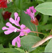 photo les fleurs du jardin Clarkia, Guirlande De Fleurs, Guirlande De Montagne rose