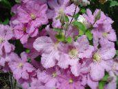 фото Садові Квіти Клематис, Clematis рожевий