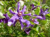 foto Dārza Ziedi Clematis purpurs
