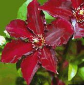 fotografie Záhradné kvety Klematis, Clematis červená