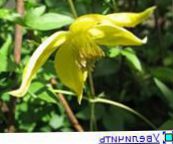 foto I fiori da giardino Clematide, Clematis giallo