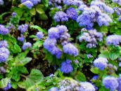 foto Trädgårdsblommor Tandtråd Blomma, Ageratum houstonianum ljusblå