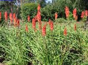 φωτογραφία Λουλούδια κήπου Κόκκινο Καυτό Πόκερ, Δάδα Κρίνος, Tritoma, Kniphofia κόκκινος