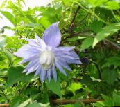 foto Flores de jardín Atragene, Clematis Flor Pequeña azul claro