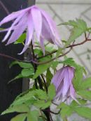 foto I fiori da giardino Atragene, Clematide A Fiore Piccolo lilla
