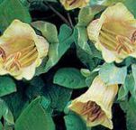фото Садовые цветы Кобея, Cobaea scandens желтый