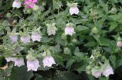foto Gartenblumen Motorhaube Glockenblume, Codonopsis weiß