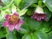 foto Gartenblumen Motorhaube Glockenblume, Codonopsis rosa