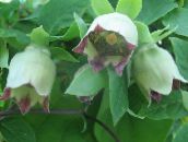 foto Flores do Jardim Bonnet Campânula, Codonopsis verde