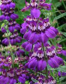 фото Садовые цветы Коллинсия, Collinsia фиолетовый