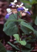 φωτογραφία Λουλούδια κήπου Μπλε-Eyed Mary, Κινέζικα Σπίτια, Collinsia γαλάζιο