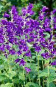 фото Садовые цветы Колокольчик высокорослый, Campanula фиолетовый