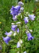 foto I fiori da giardino Campanula azzurro