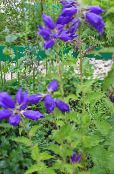 foto Flores do Jardim Campanula, Bellflower azul