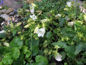 fotografie Zahradní květiny Campanula, Italština Zvonek bílá