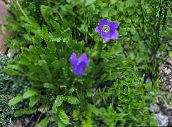 foto Gartenblumen Glockenblume, Glockenblume Italienisch, Campanula blau