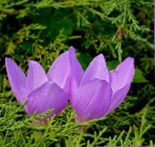 photo Garden Flowers False Autumn Crocus, Showy Colchicum, Naked Ladies, Meadow Saffron lilac