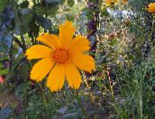 fotografie Zahradní květiny Lanceleaf Krásnoočko, Tickseed Krásnoočko, Coreopsis oranžový