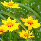 фото Садовые цветы Кореопсис однолетний, Coreopsis drummondii желтый