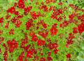 фото Садовые цветы Кореопсис однолетний, Coreopsis drummondii красный