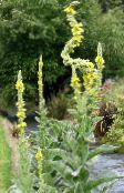 foto Flores do Jardim Mullein Ornamental, Verbascum amarelo
