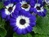 bilde  Blomsterhandler Cineraria, Pericallis x hybrida blå
