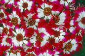 fotografie Zahradní květiny Cinerárie Květinářské, Pericallis x hybrida červená