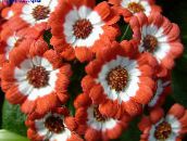 zdjęcie Ogrodowe Kwiaty Roczny Starzec (Cineraria), Pericallis x hybrida pomarańczowy