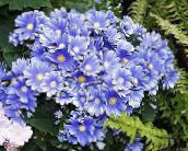 foto Dārza Ziedi Floristu Cinerārija, Pericallis x hybrida gaiši zils