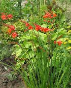 fotografie Zahradní květiny Crocosmia červená