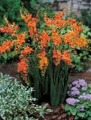 foto I fiori da giardino Crocosmia arancione