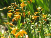 φωτογραφία Λουλούδια κήπου Crocosmia κίτρινος