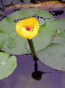 foto Aed Lilled Lõuna Spatterdock, Kollane Tiik Liilia, Kollane Lehm Liilia, Nuphar kollane