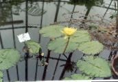 photo Garden Flowers Water lily, Nymphaea yellow